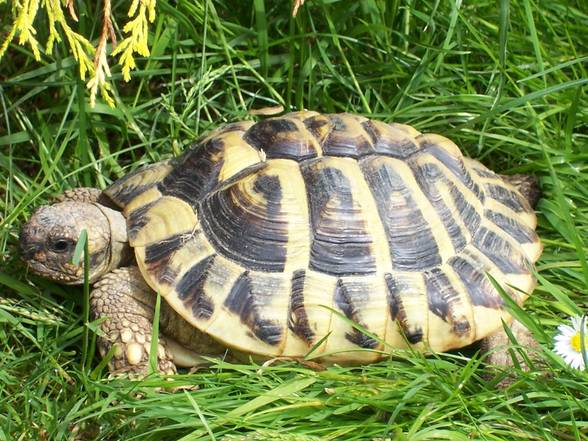 MEINE SCHILDKRÖTEN - 