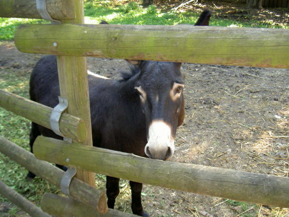 Oktoberfest Wels, Tierpark, Kino - 