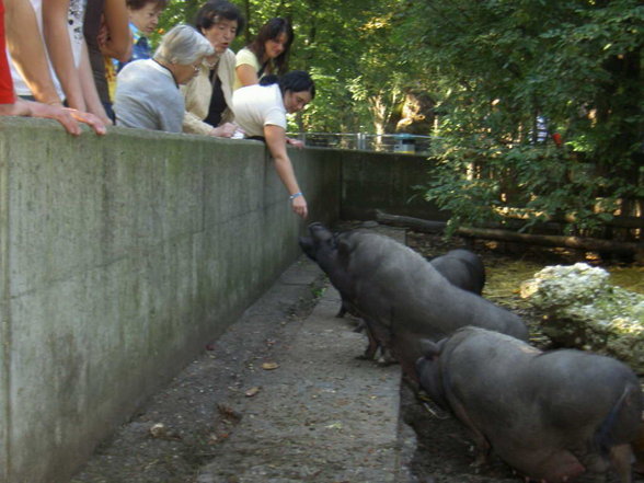 Oktoberfest Wels, Tierpark, Kino - 