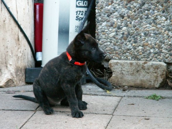 Mei Hund - 