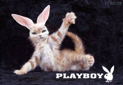 Playboy - 