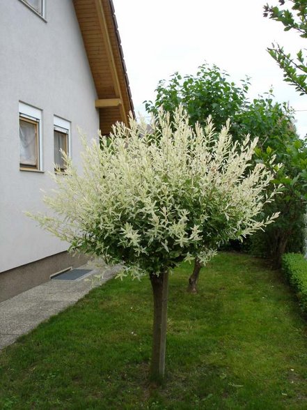 Garten - 