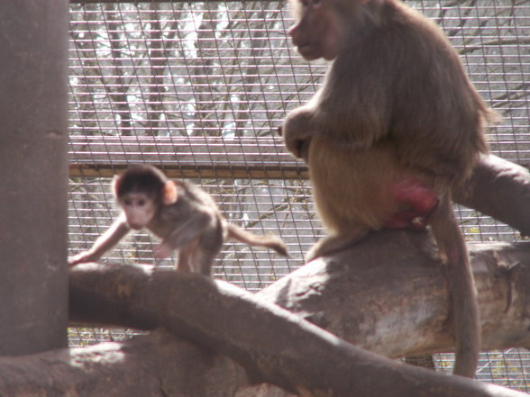 Statt Haag Tierpark - 