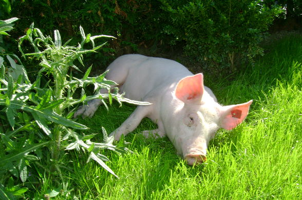 Schweinischer Geburtstag - 