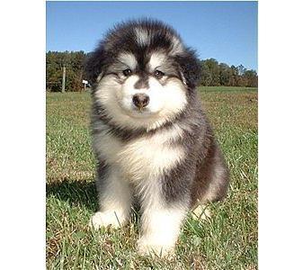 Alaskan Malamute  - 