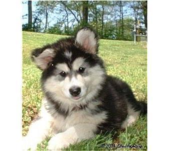 Alaskan Malamute  - 