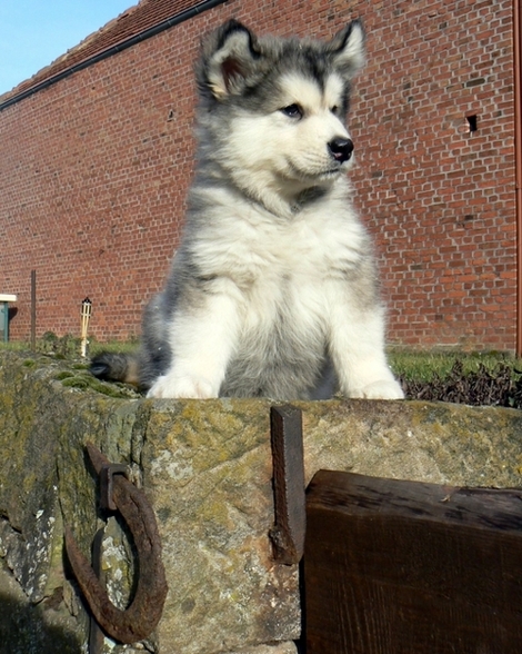 Alaskan Malamute  - 