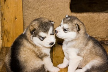 Alaskan Malamute  - 