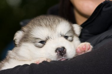 Alaskan Malamute  - 