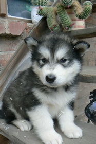 Alaskan Malamute  - 