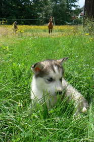 Alaskan Malamute  - 