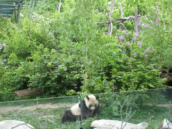 Tierpark Schönbrunn!! - 