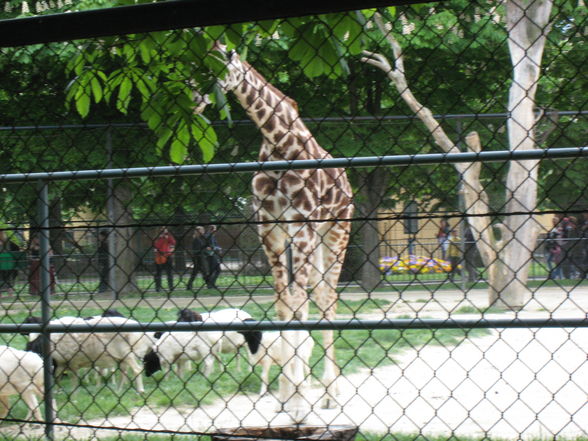 Tierpark Schönbrunn!! - 