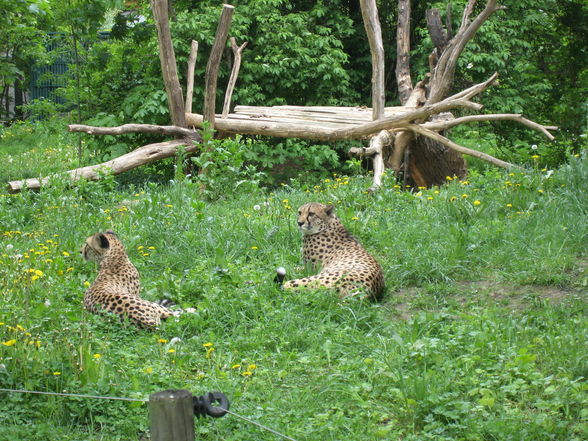 Tierpark Schönbrunn!! - 