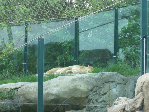 Tierpark Schönbrunn!! - 