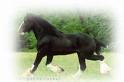 ~Shire Horse~ - 