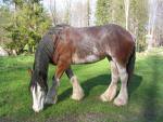 ~Shire Horse~ - 