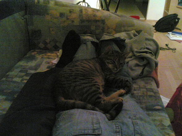 Mitzekatz - 