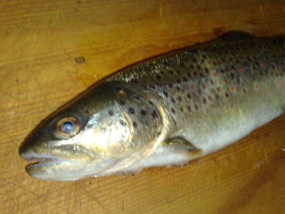 Salmo Trutta - 