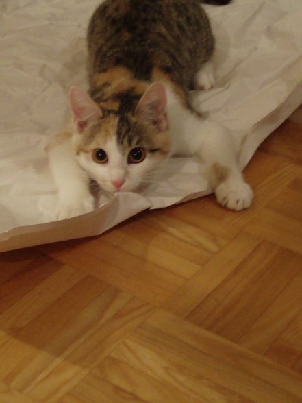 meine katze gina - 