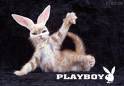 pLaYbOy - 