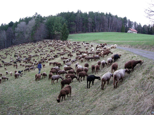 unterwegs mit dem wanderschäfer - 