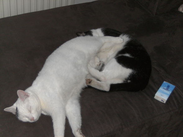 Merry & Salem (Oder: gay cat´s)  - 