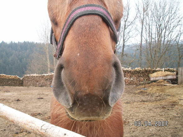 Das war mein Pferd  - 