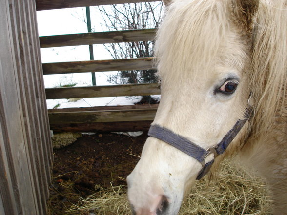 Das war mein Pferd  - 