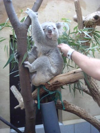 Koala  =) - 