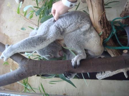 Koala  =) - 