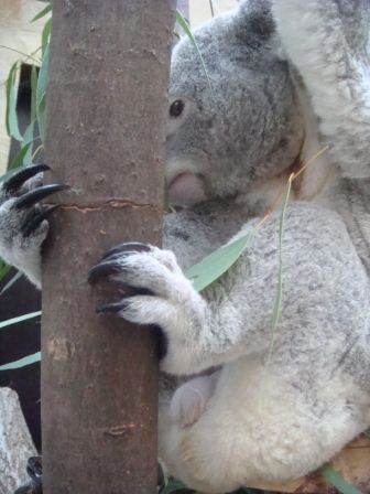 Koala  =) - 