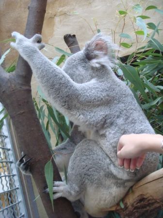 Koala  =) - 