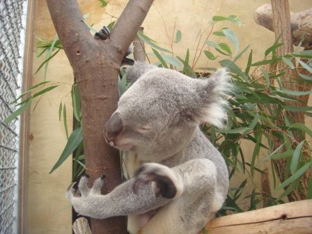 Koala  =) - 