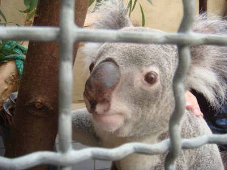 Koala  =) - 