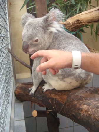 Koala  =) - 