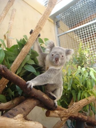 Koala  =) - 