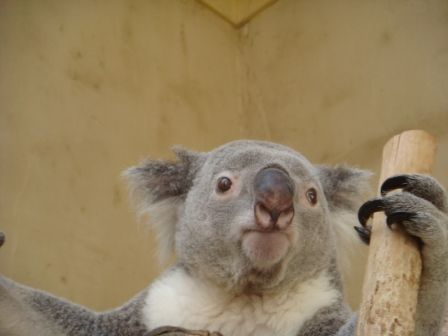 Koala  =) - 