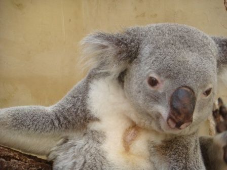 Koala  =) - 