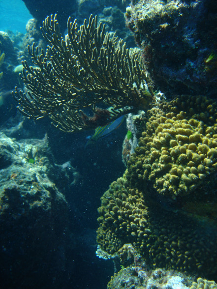 Australien - Great Barrier Reef - 