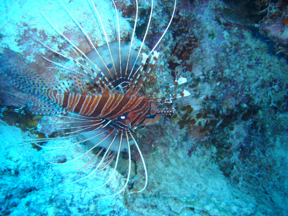 Australien - Great Barrier Reef - 