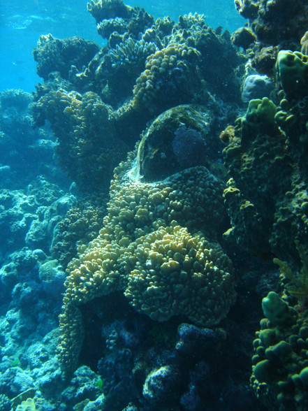 Australien - Great Barrier Reef - 