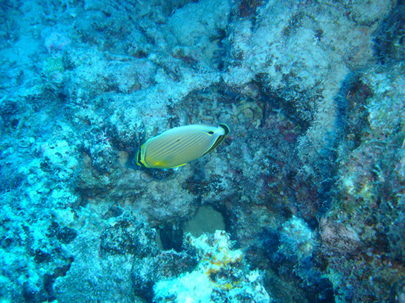 Australien - Great Barrier Reef - 