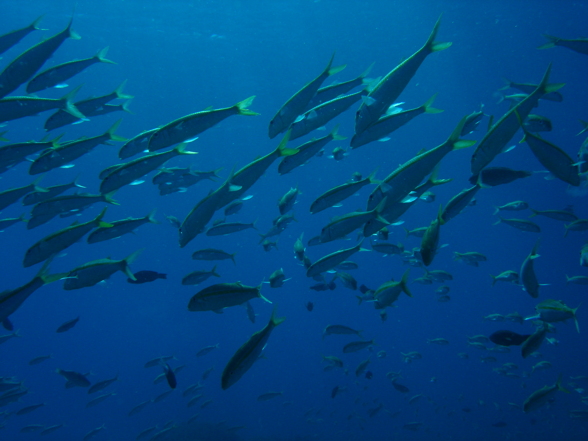 Australien - Great Barrier Reef - 