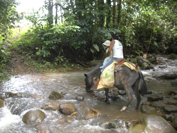 Pura Vida COSTA RICA - 