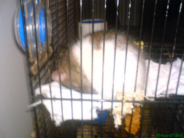 Meine Ratten - 