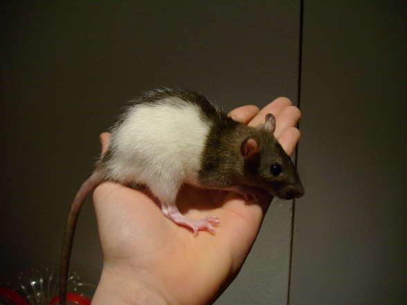 Meine Ratten - 