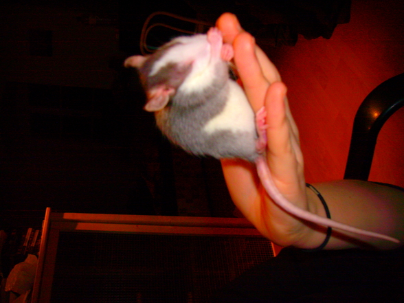 Meine Ratten - 