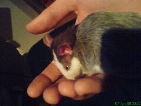 Meine Ratten - 