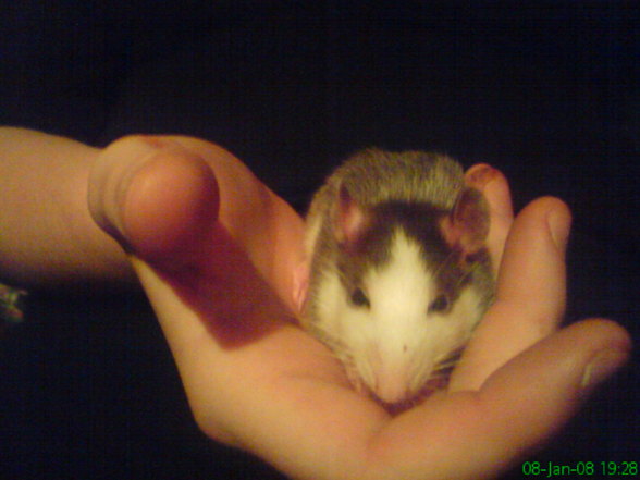 Meine Ratten - 